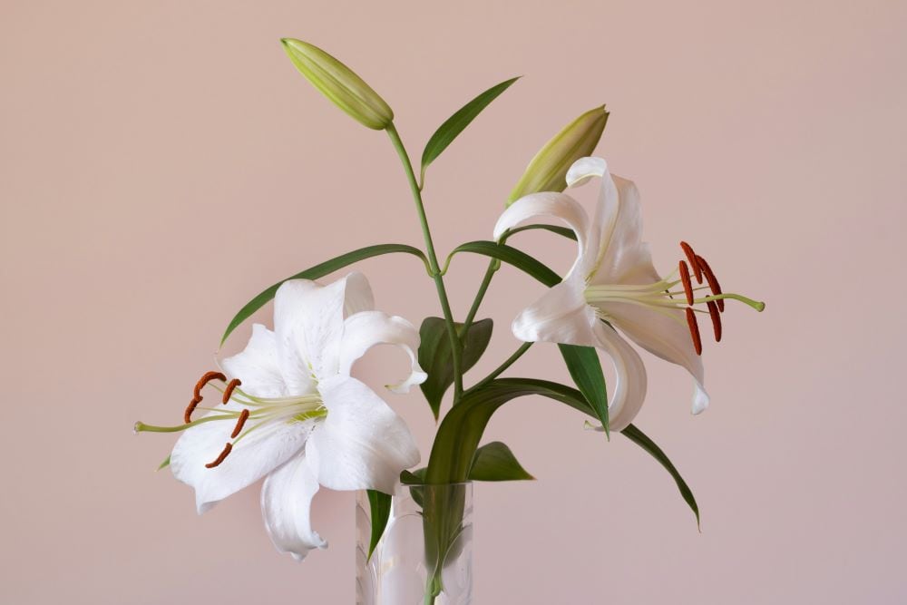 Oriental Lily