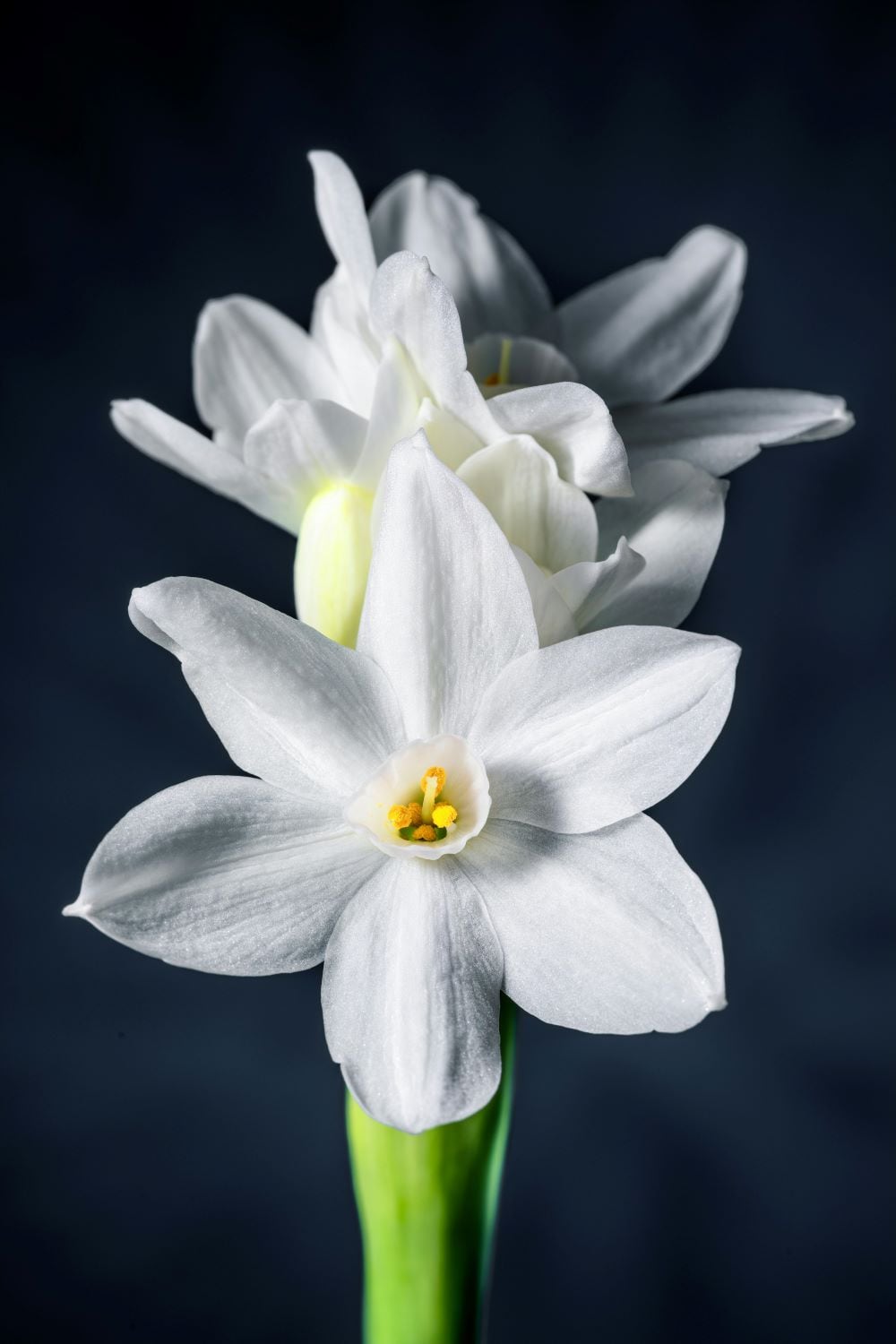 Paperwhites