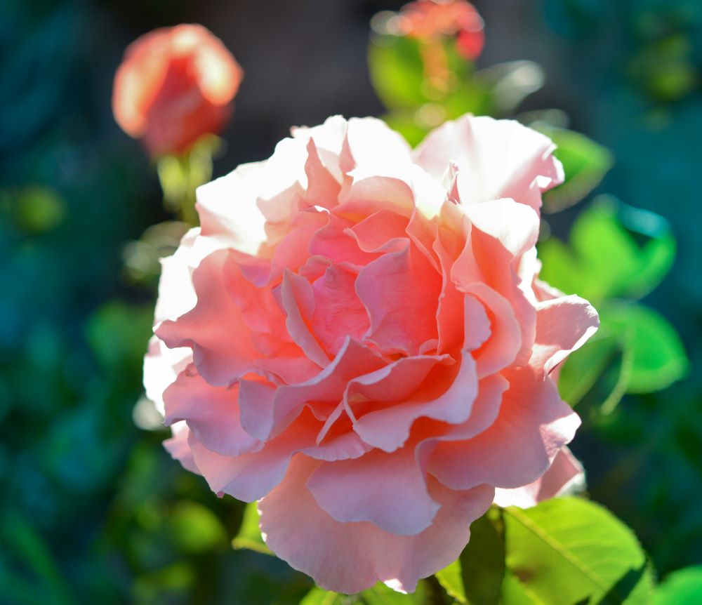 Peach carnations