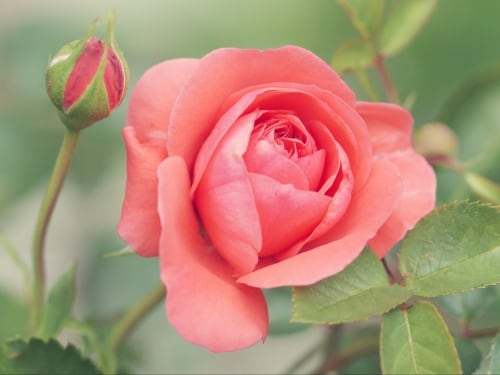 Peach roses meaning