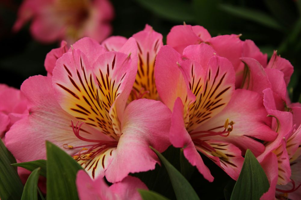 Pink Alstroemeria