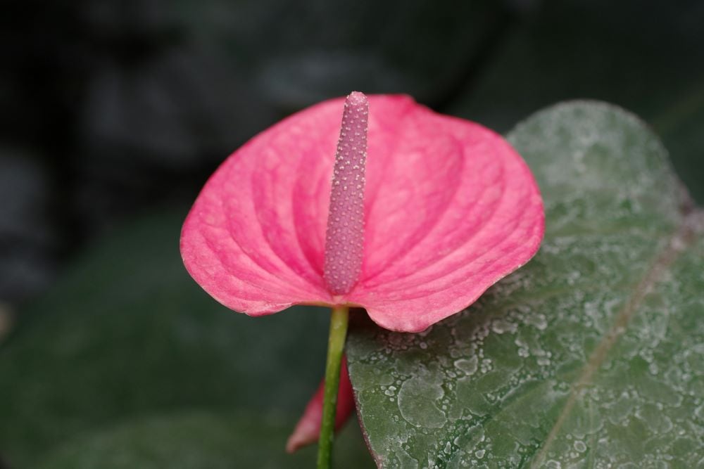 Pink Anthurium