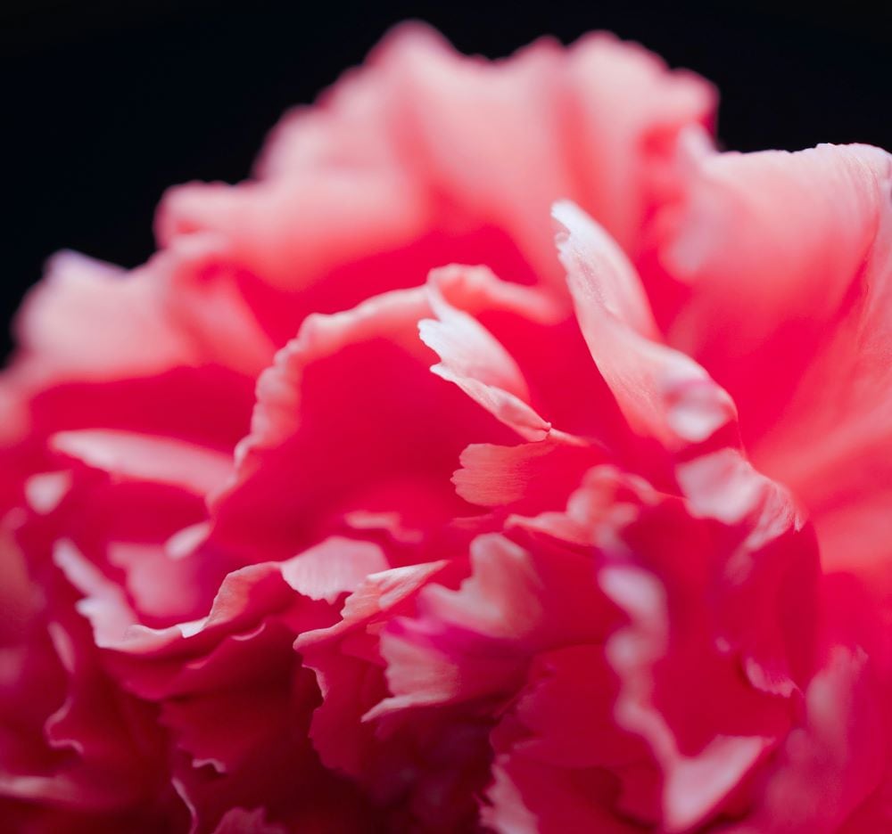 Pink carnations