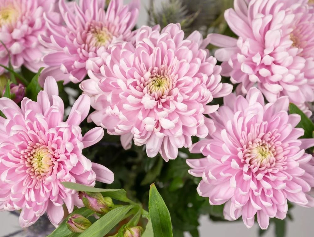 Pink chrysanthemum