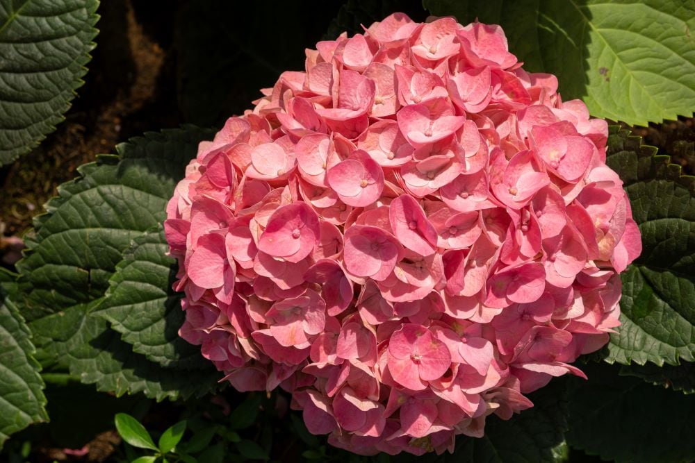 Pink hydrangea