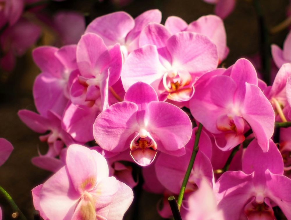 Pink orchid