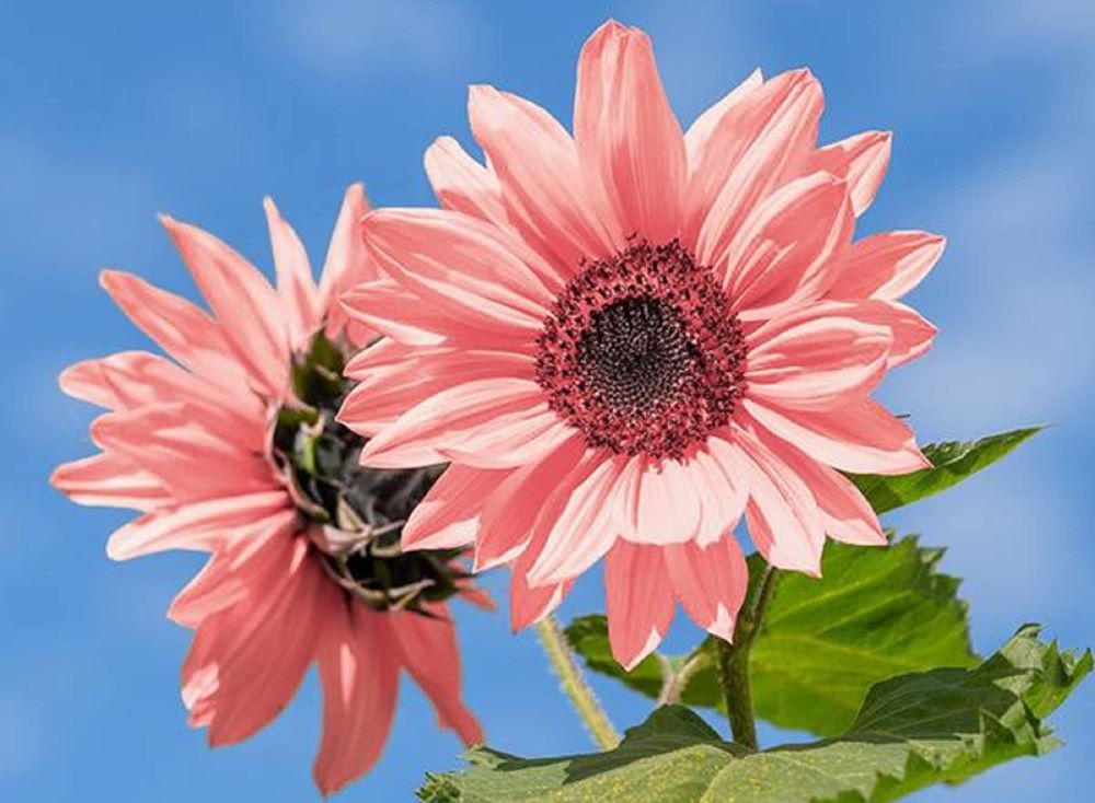 Pink Sunflower