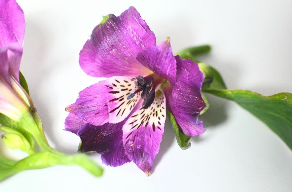 PurpleAlstroemeria