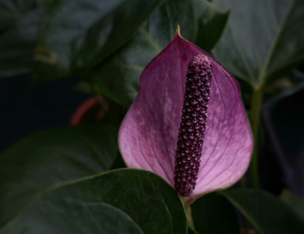 Purple Anthurium