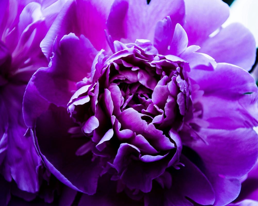 Purple carnations