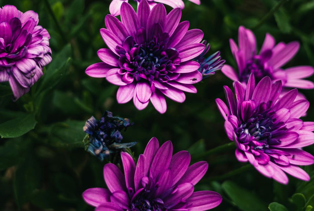 Purple chrysanthemum