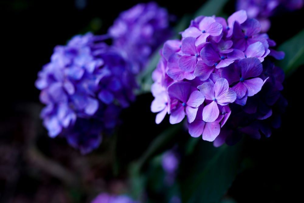 Purple hydrangea