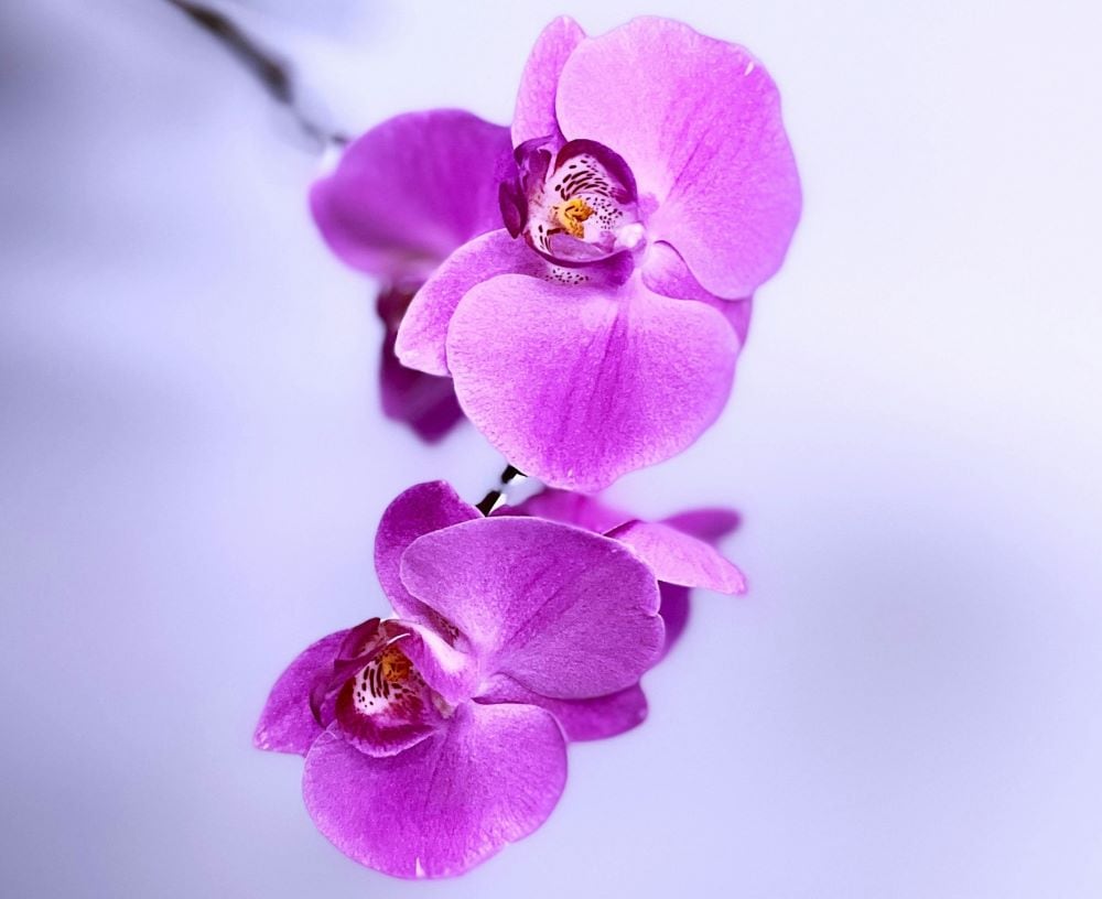 Purple orchid
