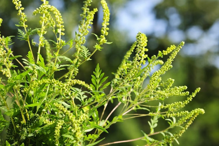 Ragweed flowers