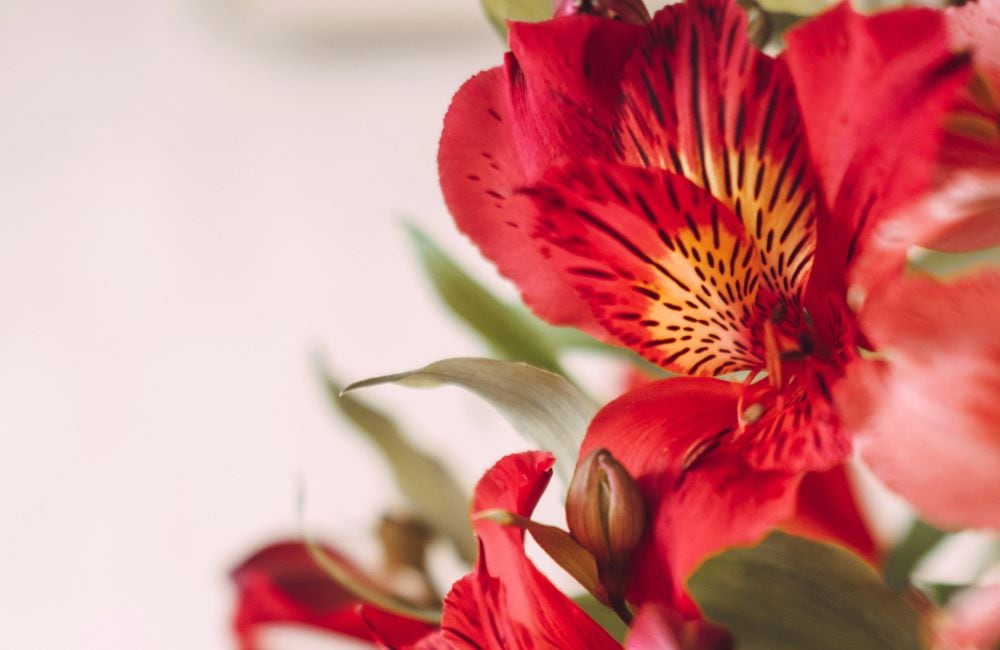 Red Alstroemeria