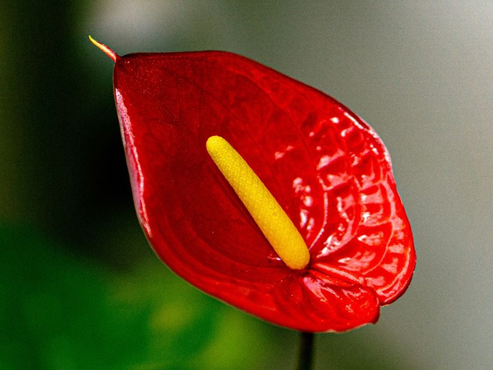 Red Anthurium