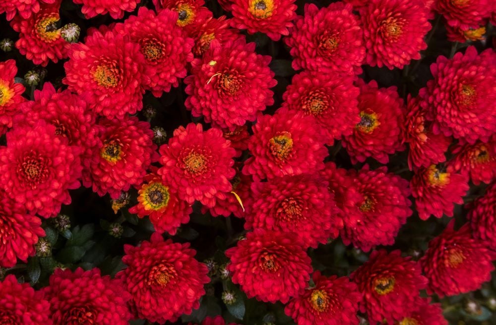 Red chrysanthemum