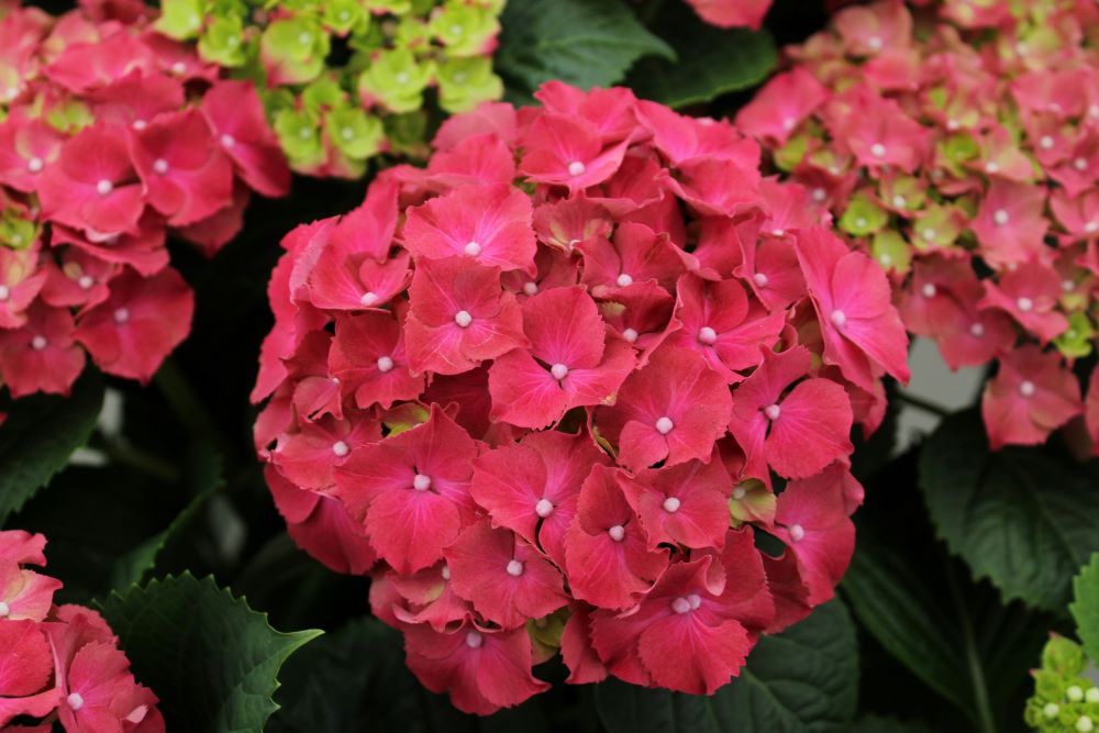 Red hydrangea