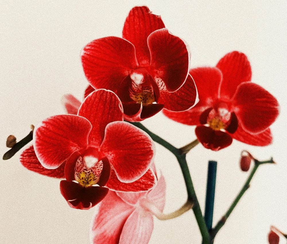 Red orchid