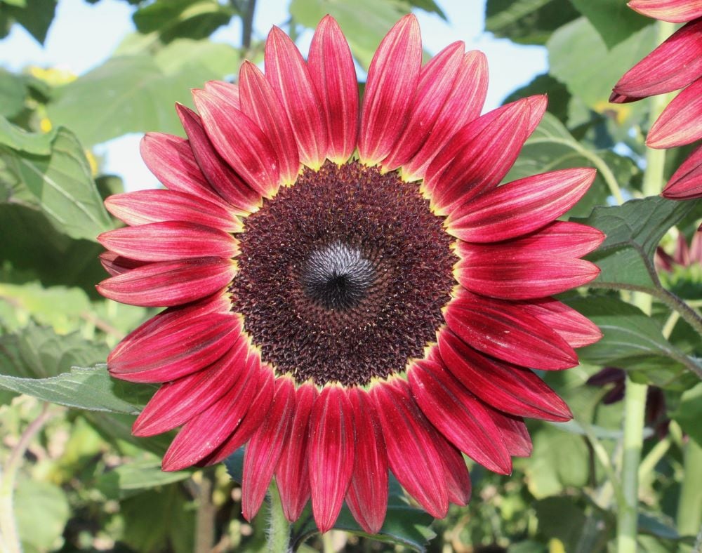 Red Sunflower