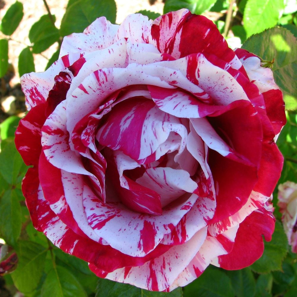 Striped carnations