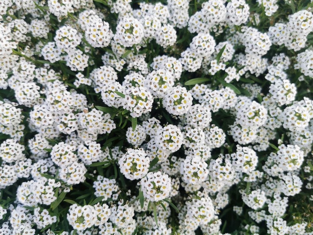 Sweet Alyssum