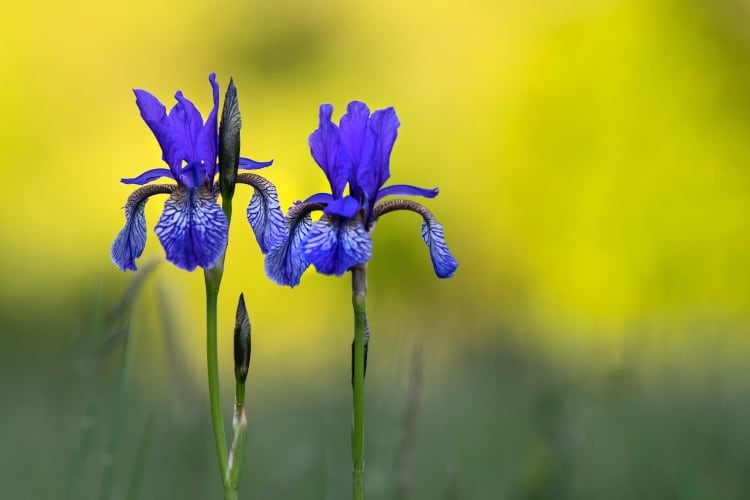 Iris flower