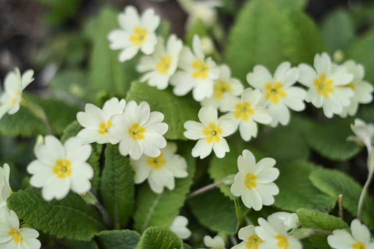 The Primrose