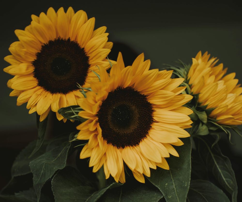 Three Sunflower