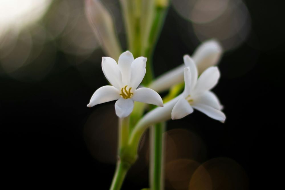 Tuberose