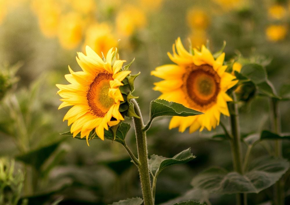 Two Sunflower