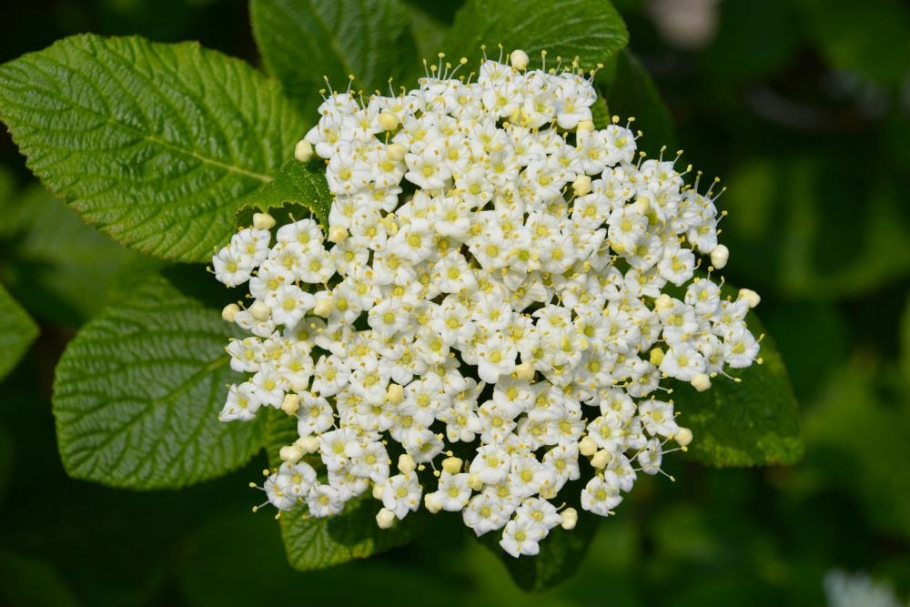 Viburnum