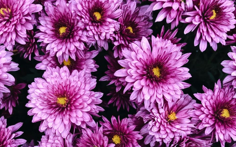 Violet chrysanthemum