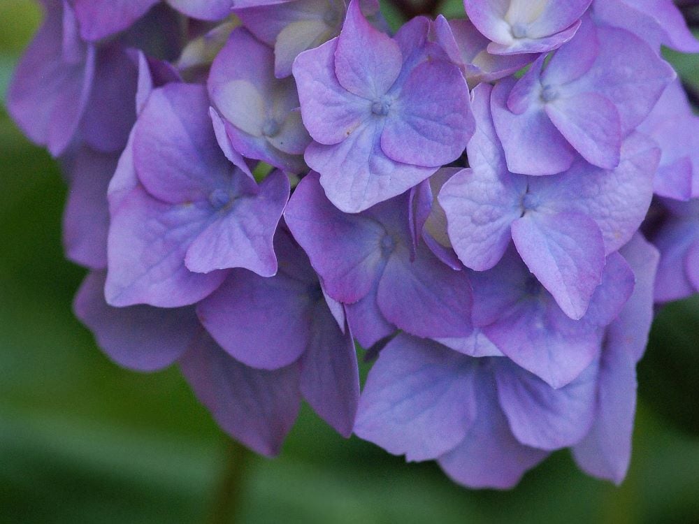 Violet hydrangea