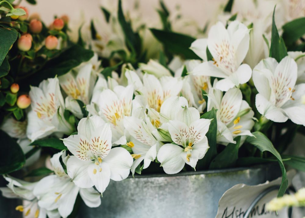 White Alstroemeria
