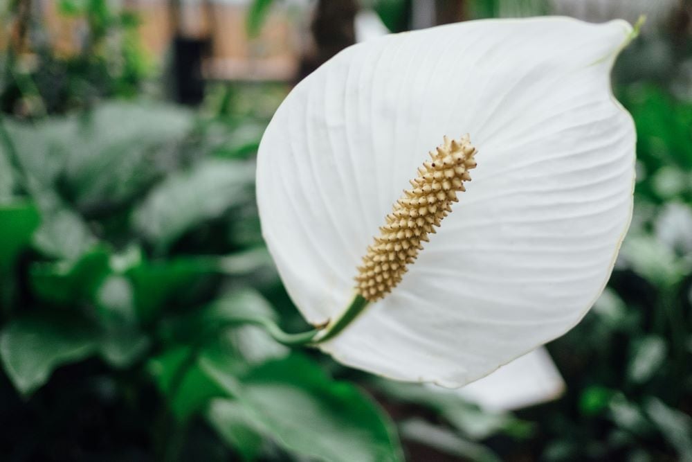 White Anthurium