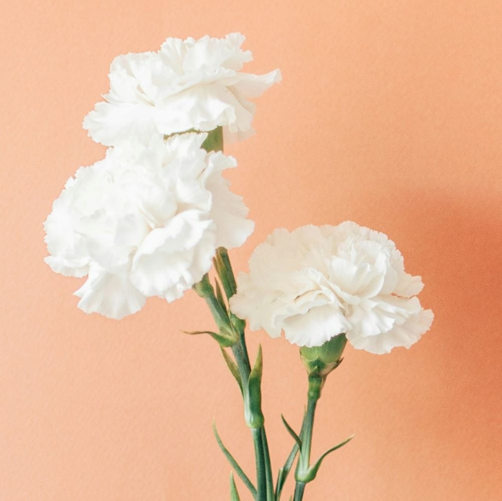 White carnations