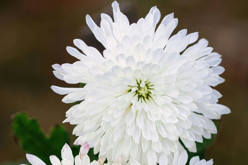 White chrysanthemum