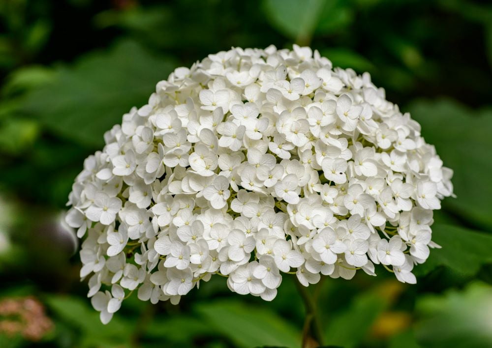 White hydrangea