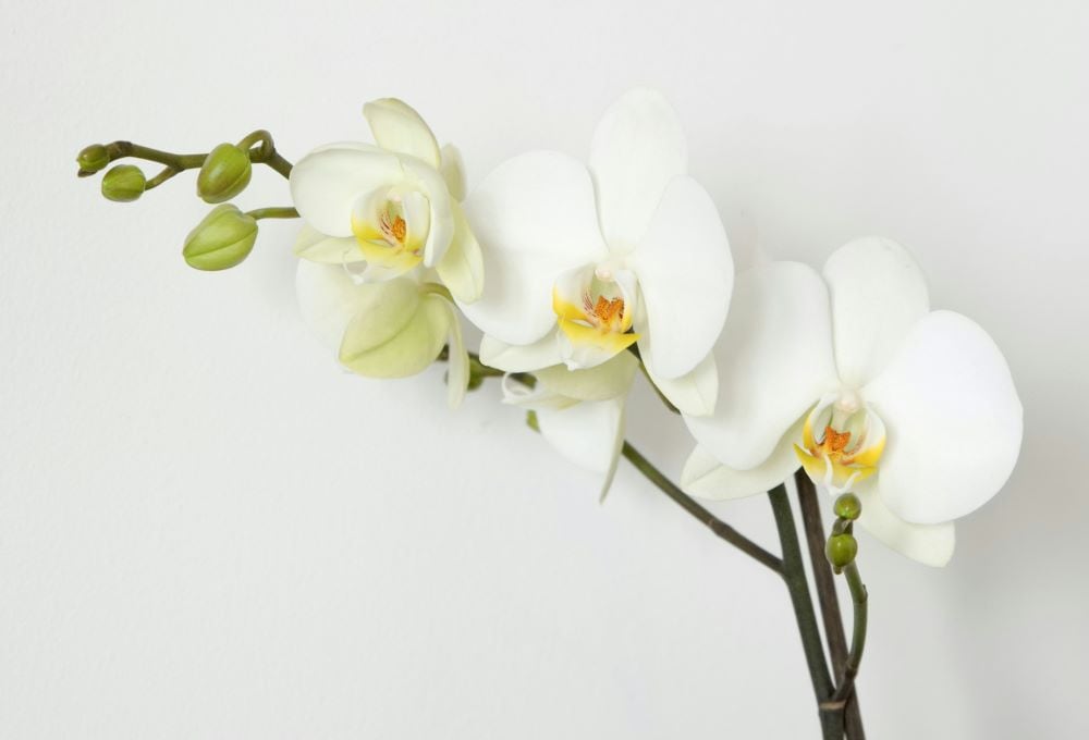 White orchid