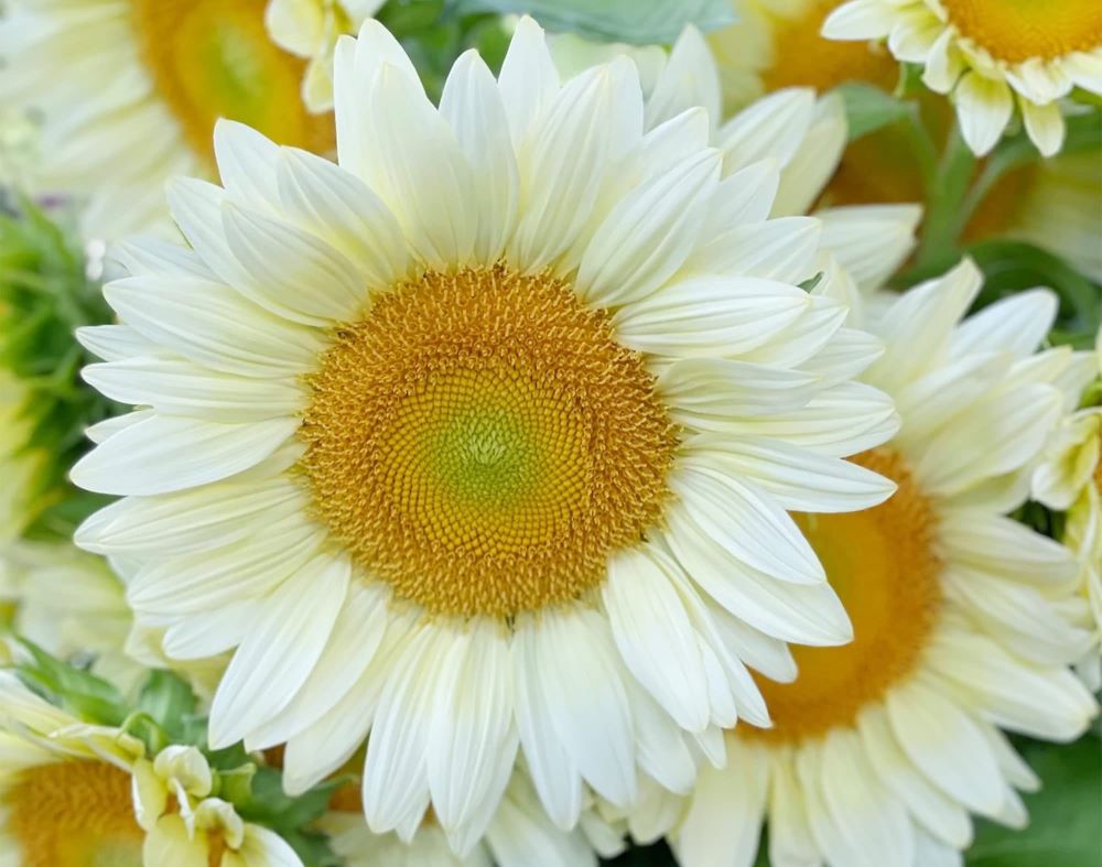 White Sunflower