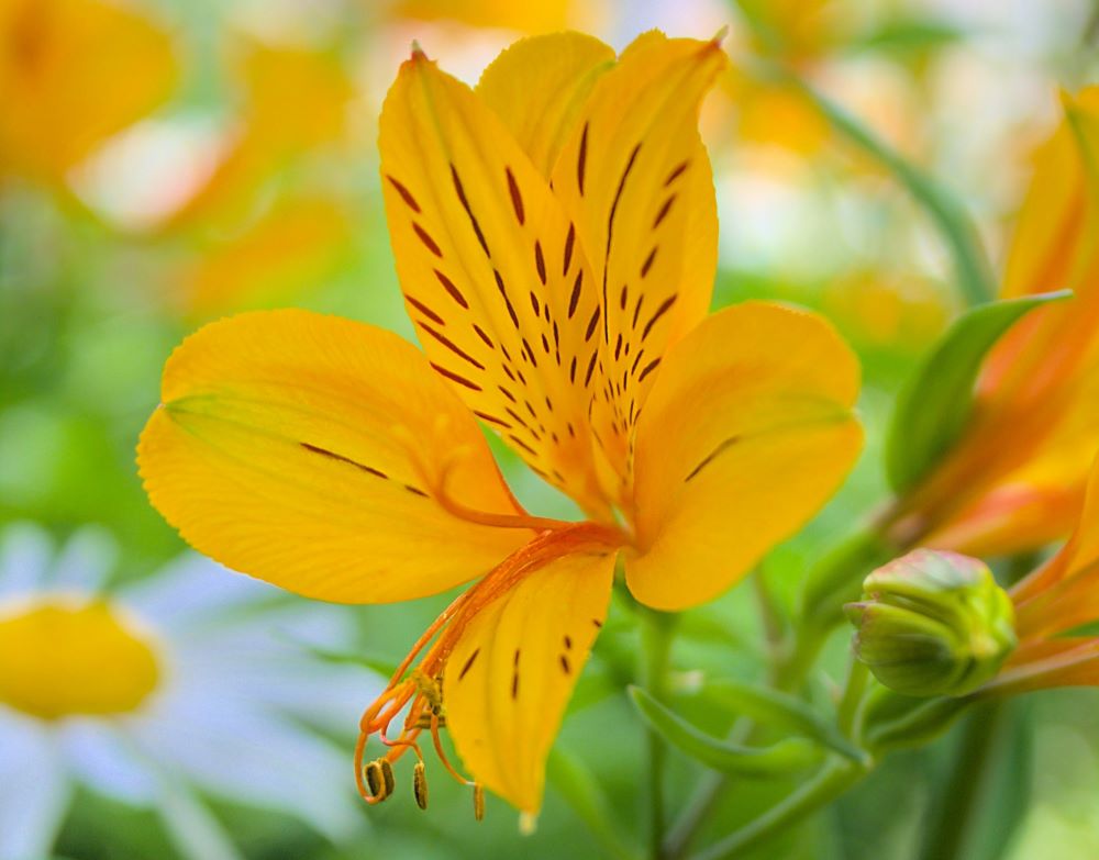 Yellow Alstroemeria