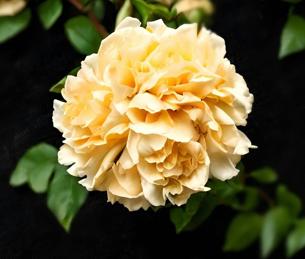 Yellow carnations