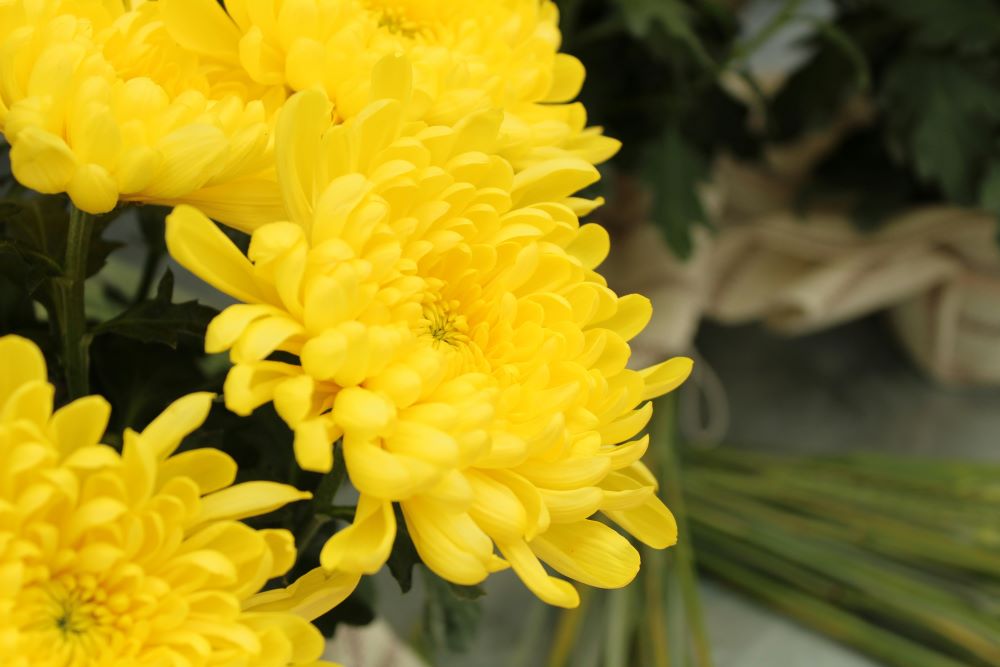Yellow chrysanthemum