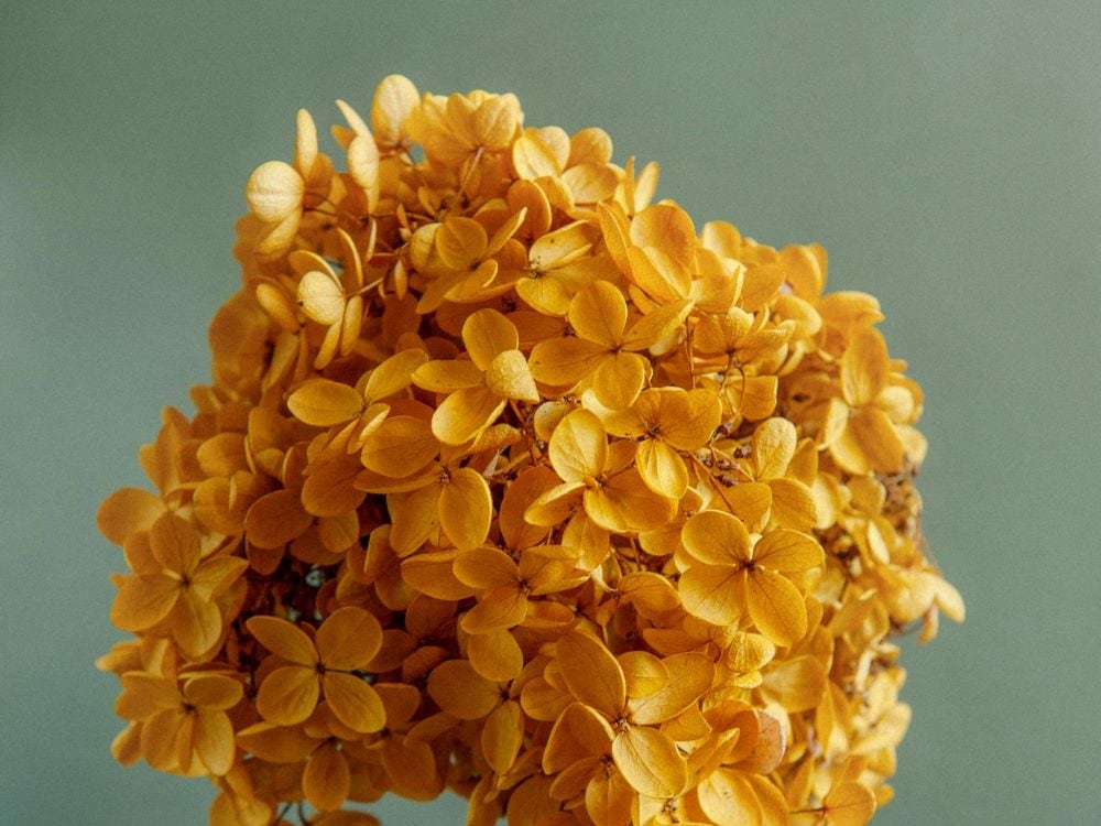 Yellow hydrangea