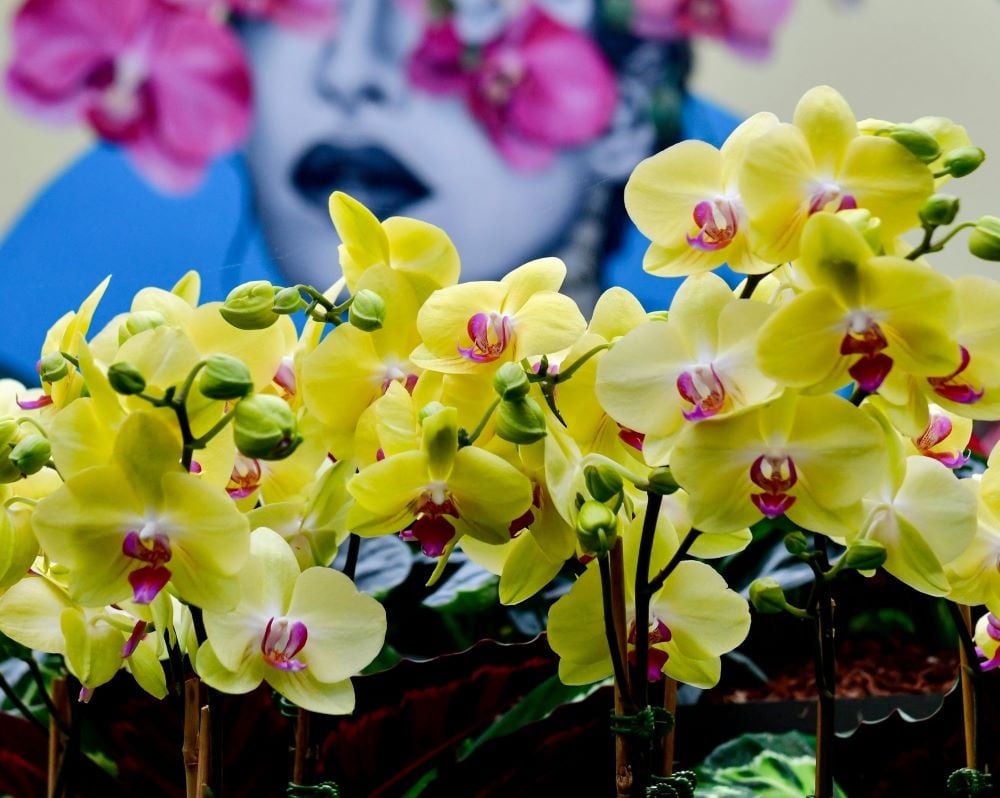 Yellow orchid
