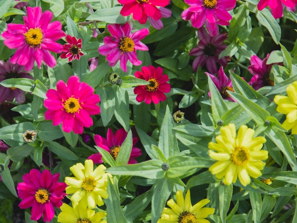 Zinnia