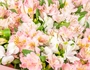 Alstroemeria Flower Meaning