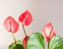 Anthurium Flower Meaning