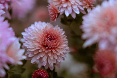 Chrysanthemum Flower Meaning